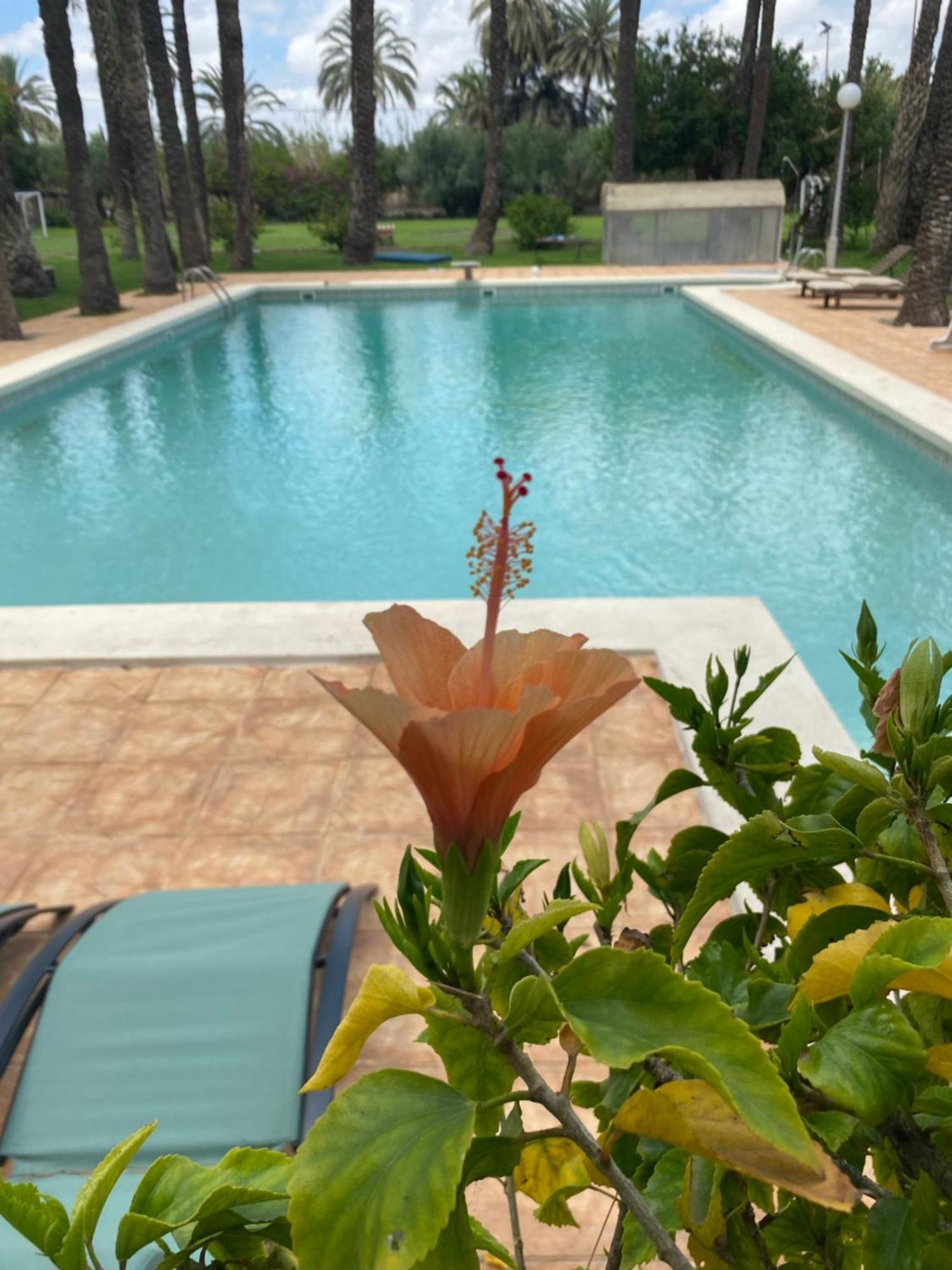Pink Lemon House Bed & Breakfast Elche Dış mekan fotoğraf