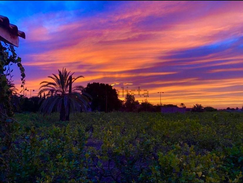 Pink Lemon House Bed & Breakfast Elche Dış mekan fotoğraf
